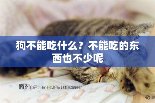 狗不能吃什么？不能吃的東西也不少呢