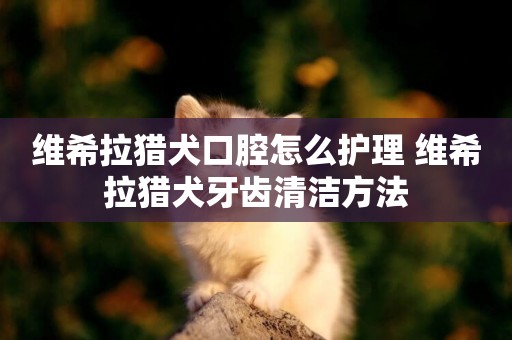 維希拉獵犬口腔怎么護理 維希拉獵犬牙齒清潔方法