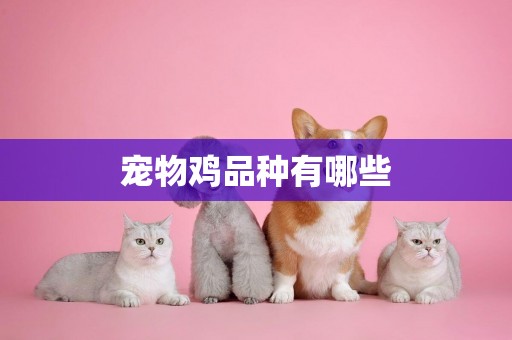 寵物雞品種有哪些