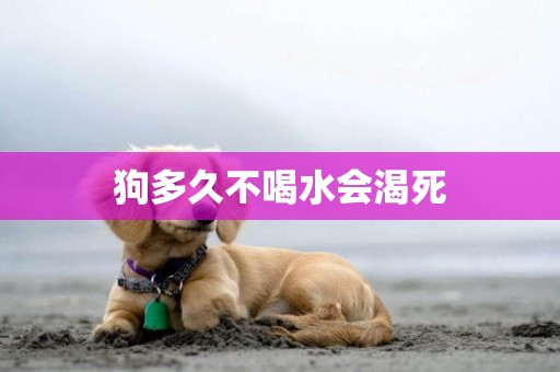 狗多久不喝水會渴死