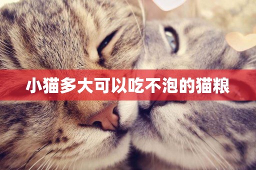 小貓多大可以吃不泡的貓糧