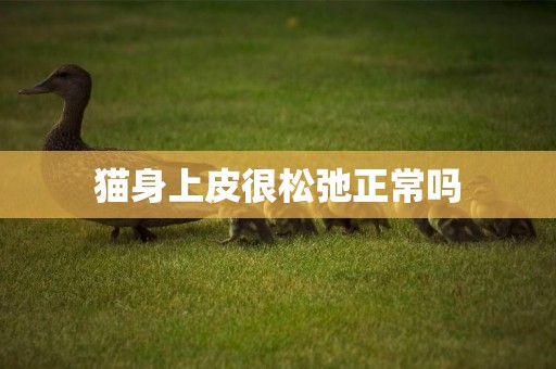 貓身上皮很松弛正常嗎