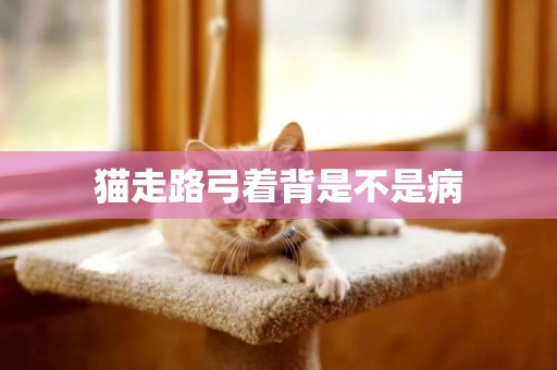 貓走路弓著背是不是病