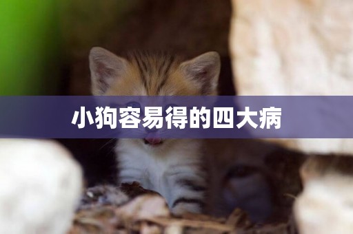 小狗容易得的四大病
