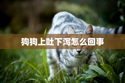 狗狗上吐下瀉怎么回事