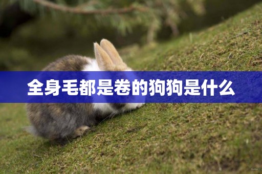 全身毛都是卷的狗狗是什么