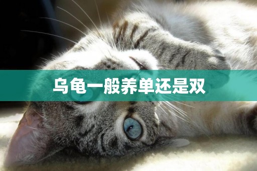 烏龜一般養單還是雙