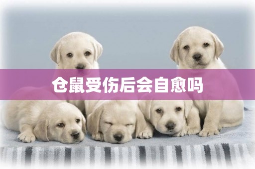 倉鼠受傷后會自愈嗎