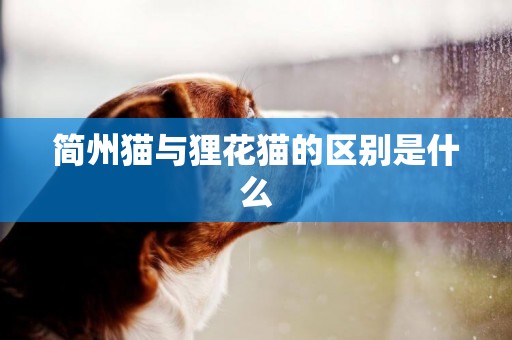 簡州貓與貍花貓的區別是什么