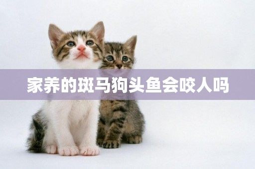 家養的斑馬狗頭魚會咬人嗎