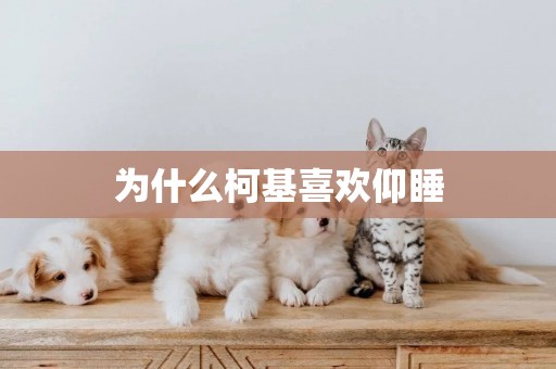 為什么柯基喜歡仰睡