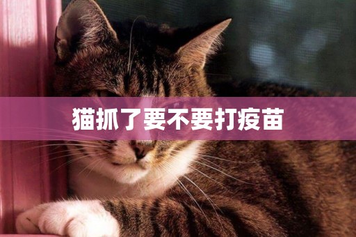 貓抓了要不要打疫苗