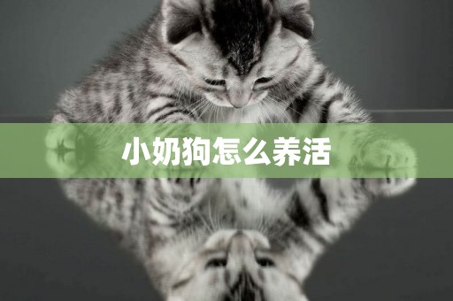 小奶狗怎么養活
