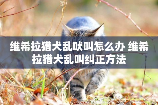 維希拉獵犬亂吠叫怎么辦 維希拉獵犬亂叫糾正方法