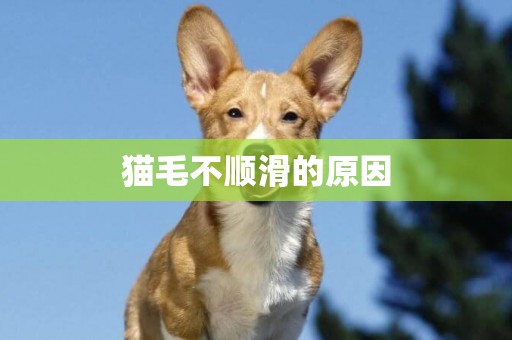 貓毛不順滑的原因