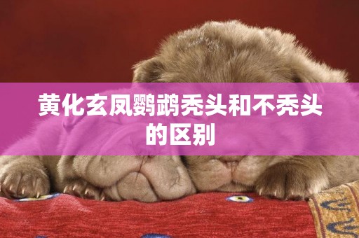 黃化玄鳳鸚鵡禿頭和不禿頭的區別