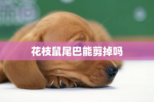 花枝鼠尾巴能剪掉嗎