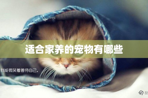 適合家養的寵物有哪些