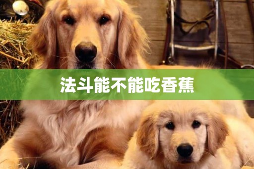 法斗能不能吃香蕉