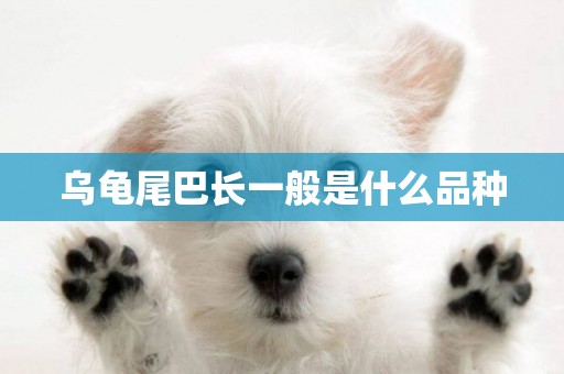 烏龜尾巴長一般是什么品種