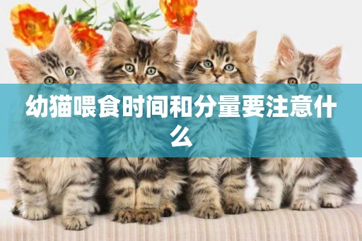 幼貓喂食時間和分量要注意什么