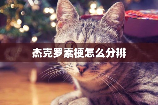 杰克羅素梗怎么分辨