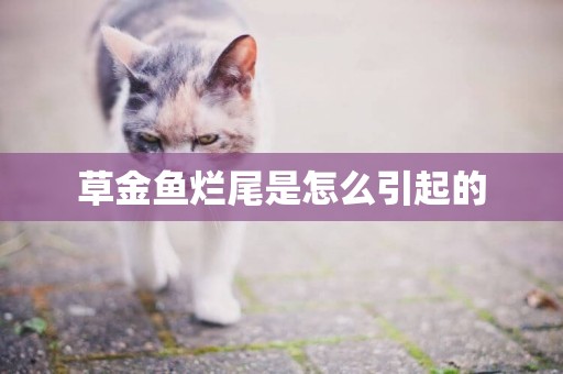 草金魚爛尾是怎么引起的