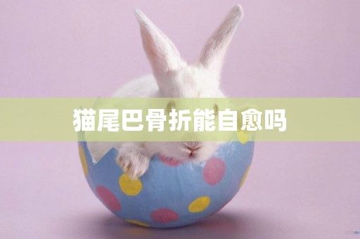 貓尾巴骨折能自愈嗎