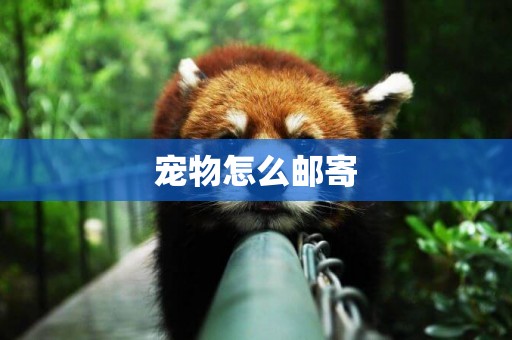 寵物怎么郵寄