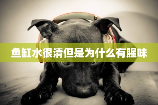 魚缸水很清但是為什么有腥味