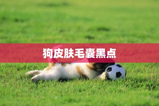 狗皮膚毛囊黑點