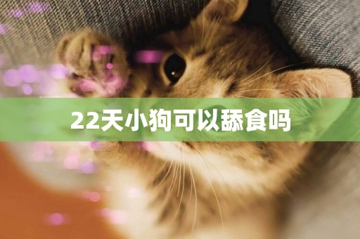 22天小狗可以舔食嗎
