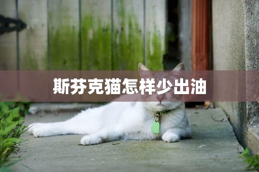 斯芬克貓怎樣少出油