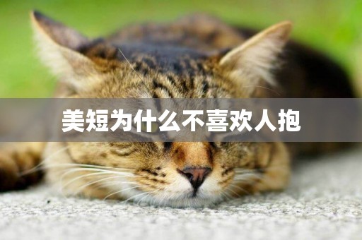 美短為什么不喜歡人抱