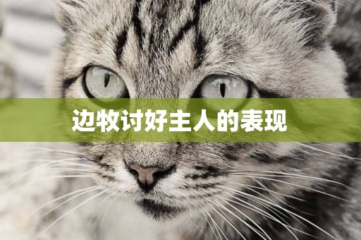 邊牧討好主人的表現