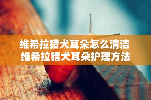 維希拉獵犬耳朵怎么清潔 維希拉獵犬耳朵護理方法
