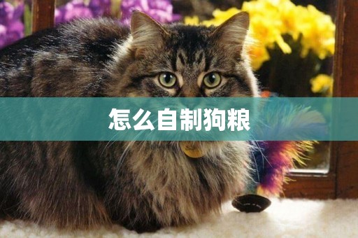 怎么自制狗糧