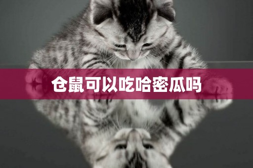 倉鼠可以吃哈密瓜嗎
