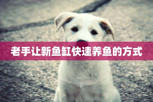 老手讓新魚缸快速養魚的方式