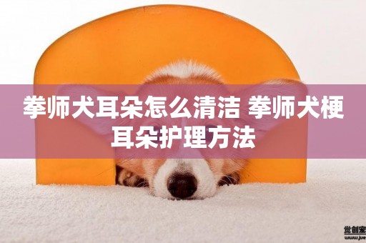 拳師犬耳朵怎么清潔 拳師犬梗耳朵護理方法