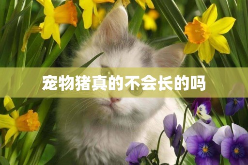 寵物豬真的不會長的嗎