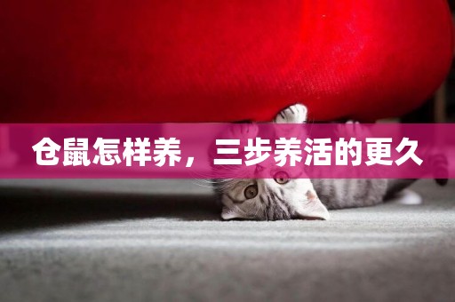 倉鼠怎樣養，三步養活的更久