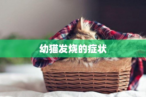幼貓發燒的癥狀