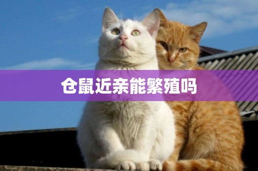 倉鼠近親能繁殖嗎