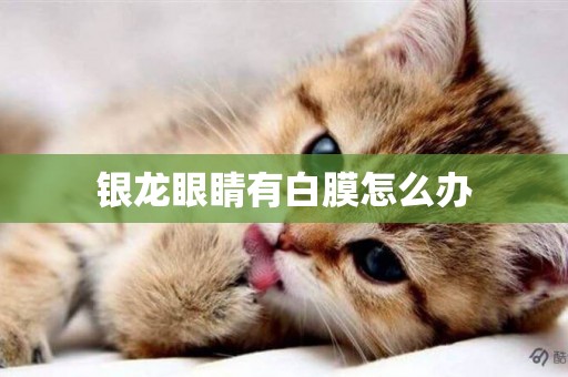 銀龍眼睛有白膜怎么辦