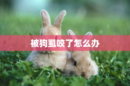 被狗虱咬了怎么辦