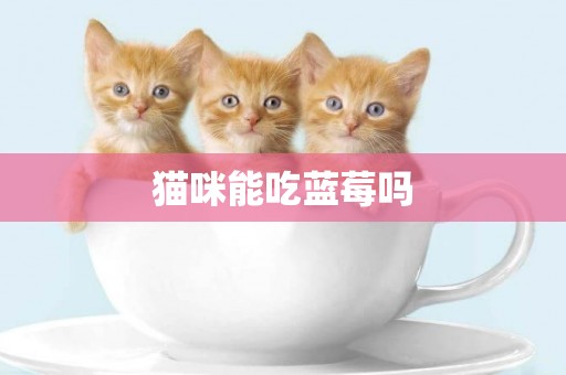 貓咪能吃藍莓嗎