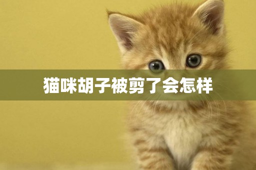 貓咪胡子被剪了會怎樣