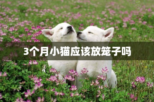 3個月小貓應該放籠子嗎