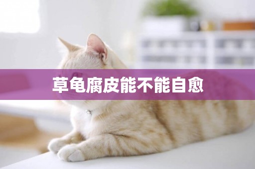 草龜腐皮能不能自愈